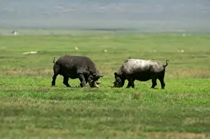 Rhinos Prints: Black Rhinoceros - female aggresive to male prior to mating - Ngorongoro Conservation Area - Tanzania JFL11801