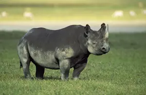 Rhinos Prints: Black Rhinoceros - female - Ngorongoro Crater - Tanzania