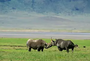 Rhinos Prints: Black Rhinoceros - female in oestrus her 19-month-old calf & male - play fight before mating - Ngorongoro Conservation