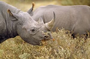Bicornis Gallery: Black Rhinoceros / Hook-lipped Rhino - feeding