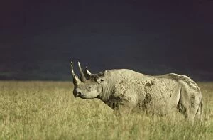 Bicornis Gallery: Black Rhinoceros / Hook-lipped Rhinoceros - female
