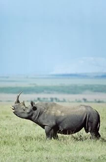 Bicornis Gallery: Black Rhinoceros / Hook-lipped Rhinoceros - bull