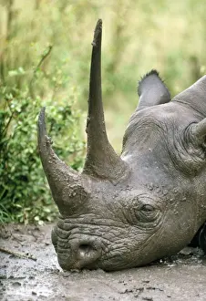 Rhinos Prints: Black Rhinoceros - Kenya