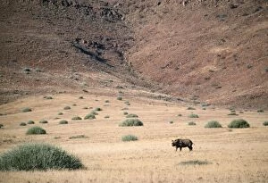 Images Dated 8th July 2005: Black Rhinoceros Kenya, Africa