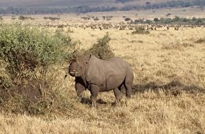 Images Dated 8th July 2005: Black Rhinoceros Maasai Mara National Park, Africa