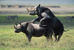 Black Rhinoceros - mating