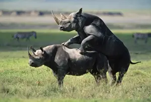 Black Rhinoceros - mating Ngorongoro Crater, Tanzania