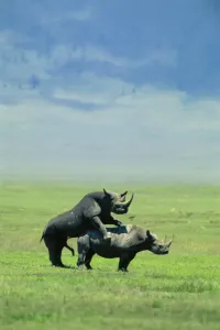 Mating Prints: Black Rhinoceros - mating - Ngorongoro Crater - Tanzania