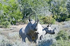 Images Dated 24th January 2009: Black Rhinoceros - mother with calf