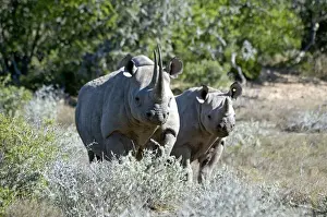 Rhinos Prints: Black Rhinoceros - mother with calf - Sam Knott Nature Reserve - Eastern Cape - South Africa