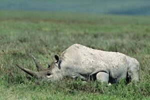 Images Dated 26th July 2005: Black Rhinoceros Ngorongoro Crater, Tanzania, Africa