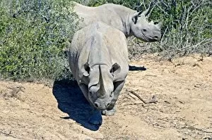 Images Dated 24th January 2009: Black Rhinoceros - showing head-low (combat) posture preparing to charge