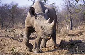 Rhinos Prints: Black Rhinoceros - Subadult female - Matusadona NP - Zimbabwe - Africa
