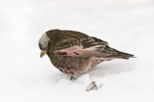 Black Rosy-Finch Sandia Crest, New Mexico in February
