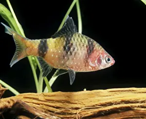 Sri Lanka Prints: Black Ruby Barb Fish - Female. Freshwater Aquarium Fish Southern Sri Lanka
