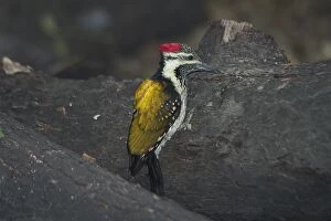 Images Dated 21st December 2004: Black-rumped Flameback / Lesser Flame-backed Woodpecker / Lesser Golden Backed Woodpecker - On