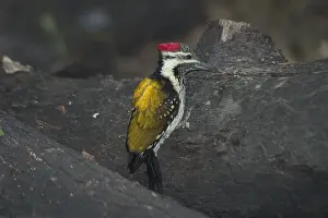Black-rumped Flameback / Lesser Flame-backed Woodpecker / Lesser Golden Backed Woodpecker - On fallen tree trunk. Found in light forest, plantations and open country with some trees. Photographed in Keoladeo Ghana National Park, Bharaptur