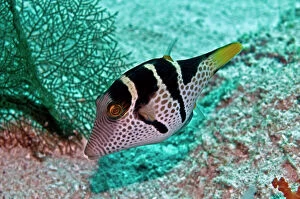 Poisonous Gallery: Black-saddled Puffer
