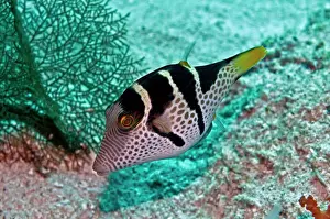 Poisonous Prints: Black-saddled Puffer - Indonesia
