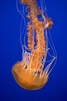 Jellyfish Prints: Black Sea Nettle - Pacific Ocean - Photographed at Monterey Bay Aquarium - Monterey - California - USA