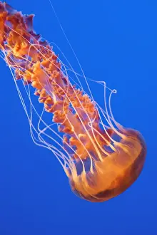 Venomous Prints: Black Sea Nettle - Pacific Ocean - Photographed at Monterey Bay Aquarium - Monterey - California - USA