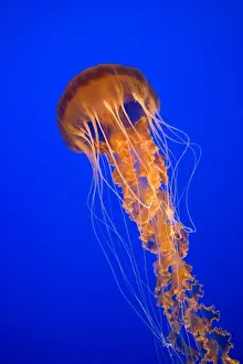 Black Sea Nettle - Pacific Ocean - Photographed at Monterey Bay Aquarium - Monterey - California - USA