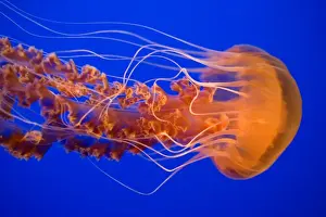 Marine Prints: Black Sea Nettle - Pacific Ocean - Photographed at Monterey Bay Aquarium - Monterey - California - USA