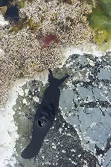 Slugs Prints: Black Sea Slug in rock pool - Brough Head - Orkney Mainland IN000927