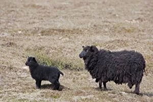 Images Dated 2nd June 2012: Black Sheep - adult with lamb
