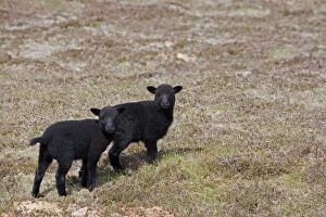 Images Dated 2nd June 2012: Black Sheep - two lambs