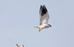 Black-shouldered Kite - in flight - September - La Janda - Spain