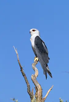 Black Shouldered Prints: Black Shouldered Kite Kalahari Gemsbok National Park South Africa