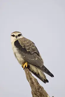 Black Shouldered Kite - Keoladeo Ghana National Park - Bharatpur - Rajasthan - India BI017594