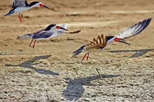 Images Dated 24th August 2014: Black Skimmer birds in flight Amazon river basin