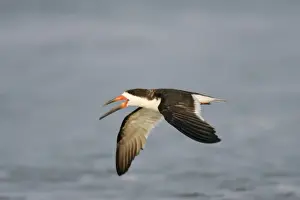 Black Skimmer Cape May, NJ, USA