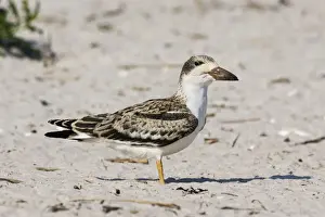 Black Skimmer - chick / fledgling. Long Island - New York colony in August - USA