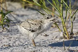 Skimmers Prints: Black Skimmer - chick in Long Island. New York colony in August - USA