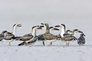 Skimmers Prints: Black Skimmer - chicks venturing outside of Long Island NY nest colony in August. USA