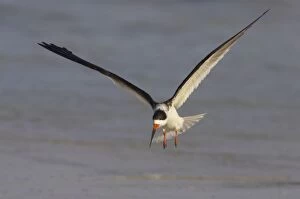 Black Skimmer coming in to land