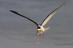 Lagoons Prints: Black Skimmer coming in to land. Estero Lagoon, florida, USA BI001444