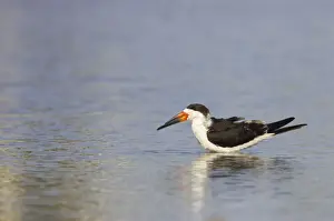 Skimmers Prints: Black Skimmer. Estero Lagoon, florida, USA BI001430