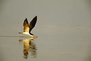 Skimmers Prints: Black Skimmer Feeding