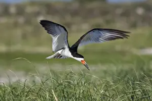 Skimmers Prints: Black Skimmer - in flight in Long Island. New York colony in August - USA