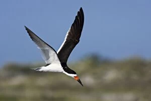 Black Skimmer - in flight in Long Island