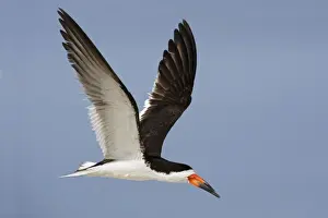Skimmers Prints: Black Skimmer - in flight. Long Island - New York colony in August - USA