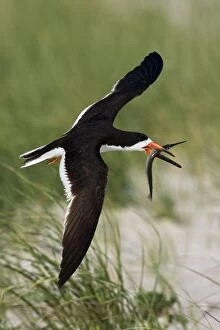 Images Dated 19th April 2006: Black Skimmer - in flight with needlefish in Long Island. New York colony in August - USA