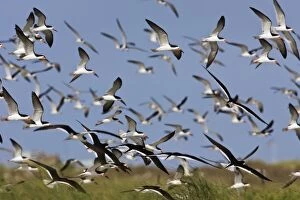 Images Dated 19th April 2006: Black Skimmer - flock in flight. Long Island - New York colony in August - USA