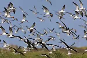 Skimmers Prints: Black Skimmer - flock in flight. Long Island - New York colony in August - USA