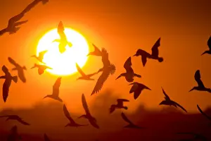 Rynchops Prints: Black Skimmer - flock in flight at sunset. Long Island - New York colony in August - USA