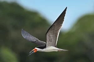 Images Dated 11th November 2016: Black Skimmer, flying, Los Llanos, Colombia